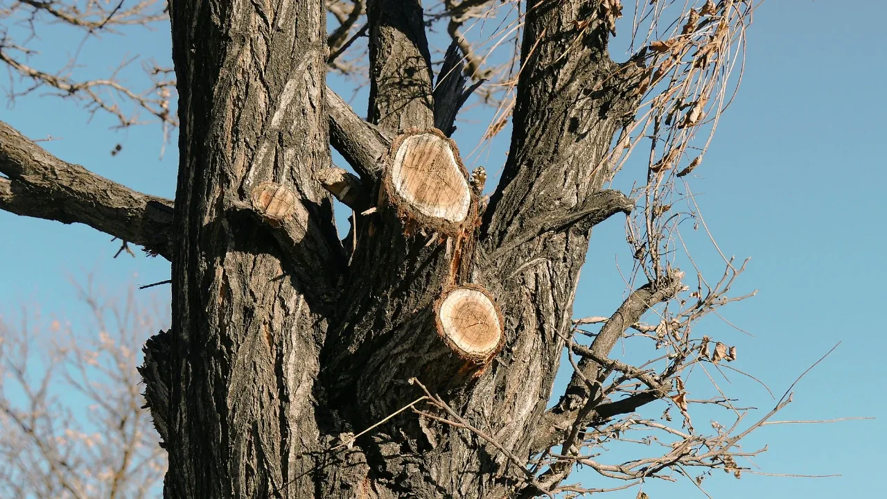 Tronco de un árbol de gran porte con varios cortes de poda de ramas de gran diámetro
