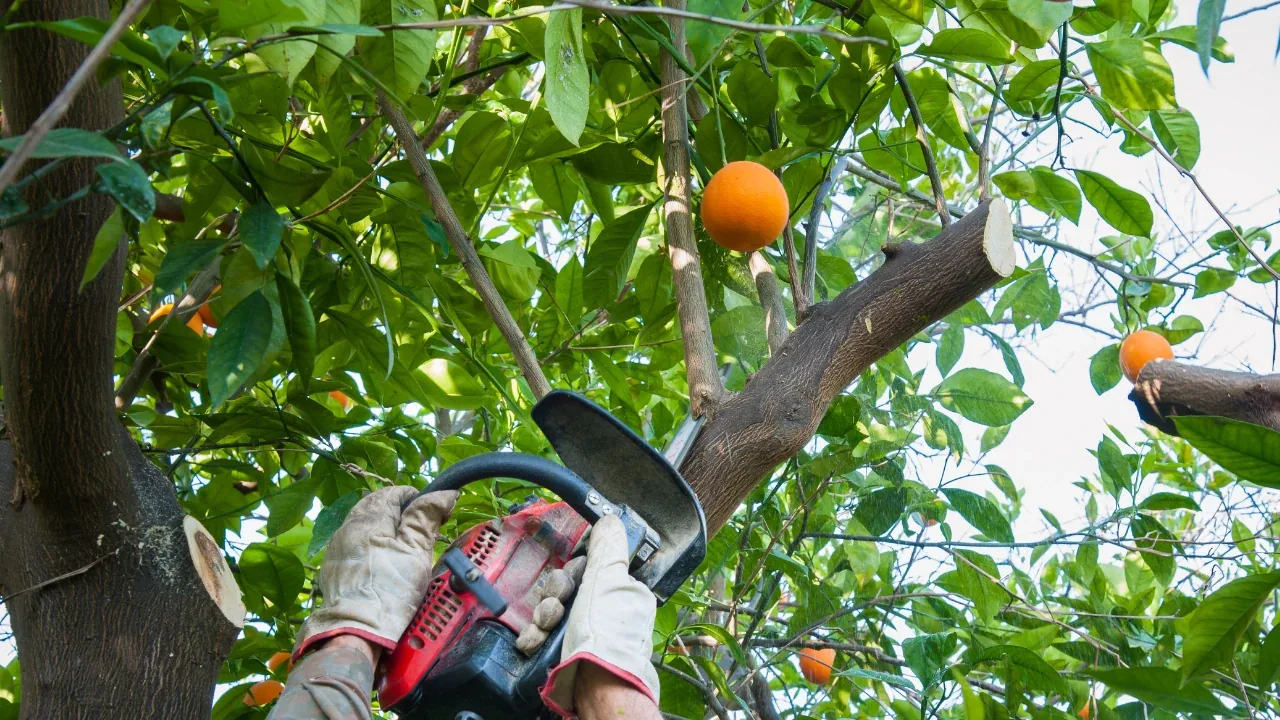 Persona con guantes podando una rama de un árbol cítrico con motosierra