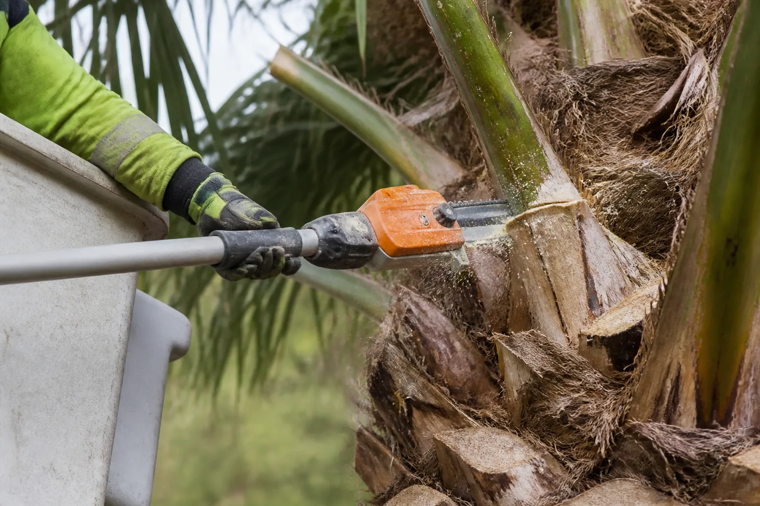 Tijera de extensión a batería cortando una hoja de palmera junto al tronco