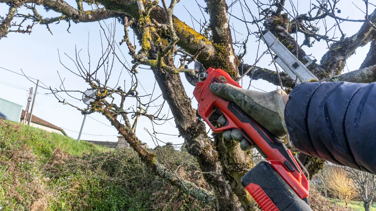 Persona podando una rama con tijera eléctrica a batería, poste de tendido eléctrico de fondo