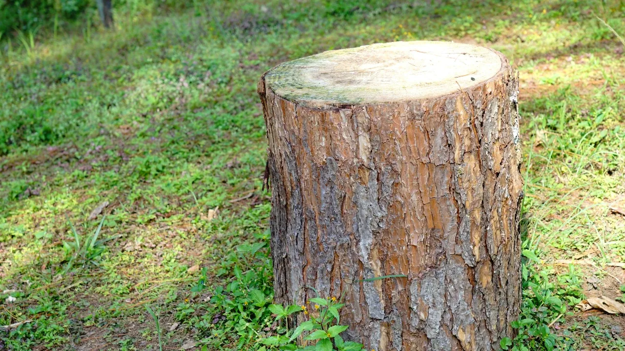 Tocón de un árbol cortado a ras después de un trabajo de extracción