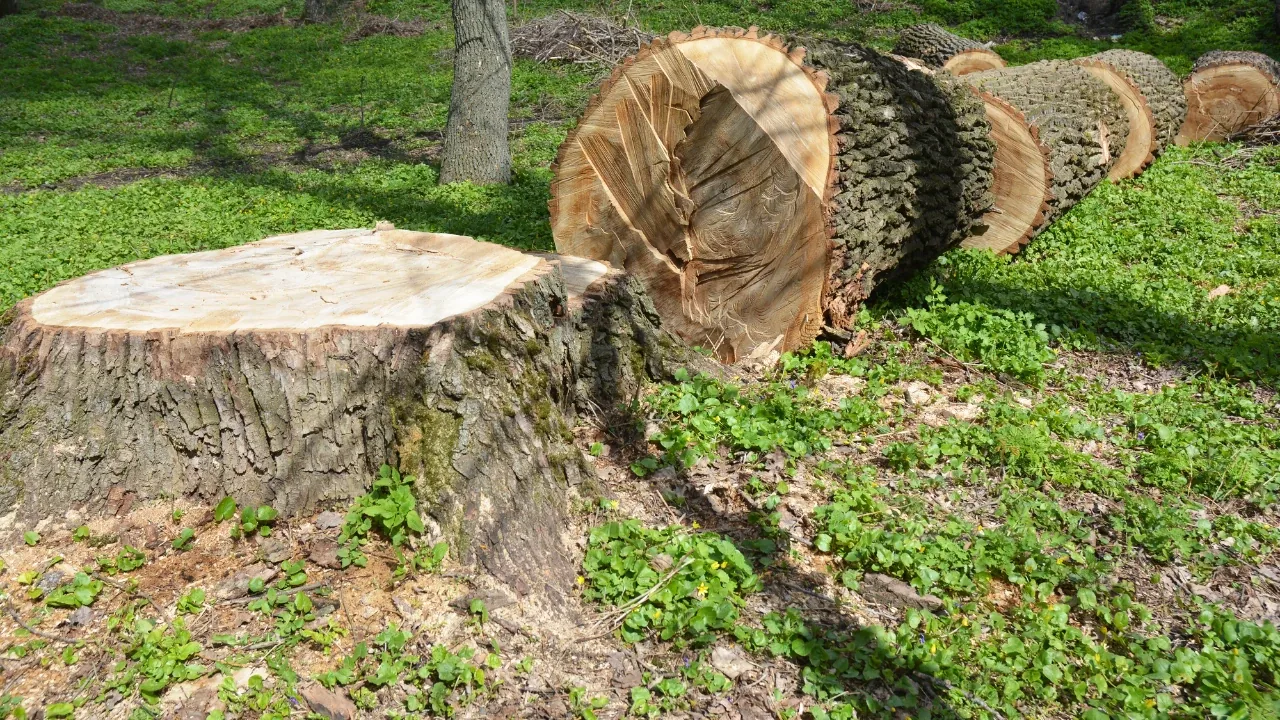 Tocón de un árbol junto a varios troncos cortados sobre el pasto en un espacio verde